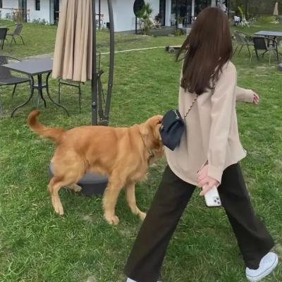 义犬奇行录